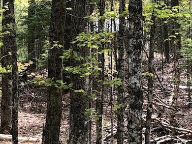 Lot 19 Shore Rd, Dexter, ME 04930 - photo 6