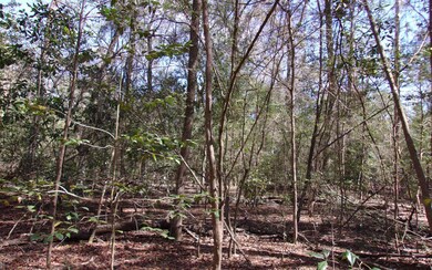 TBD Manatee Terrace, Fort White, FL 32038 - photo 4