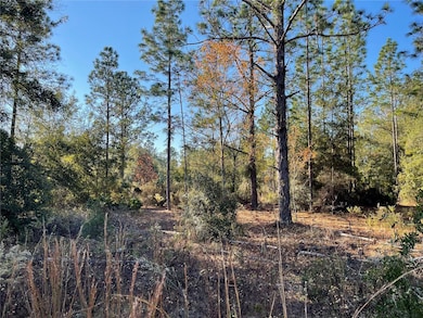 9650 NE 80th St, Bronson, FL 32621 - photo 3