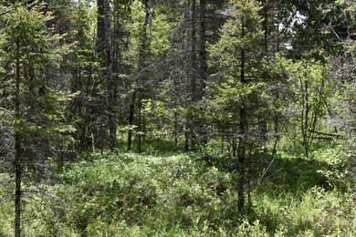 trail