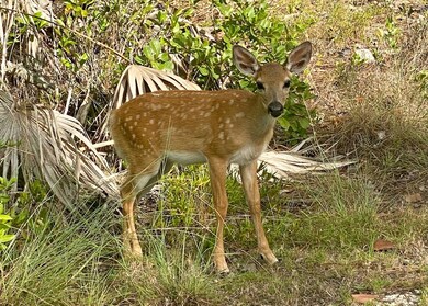 key deer fawn