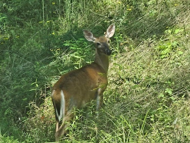 00 Trimont Mountain Rd, Franklin, NC 28734 - photo 4