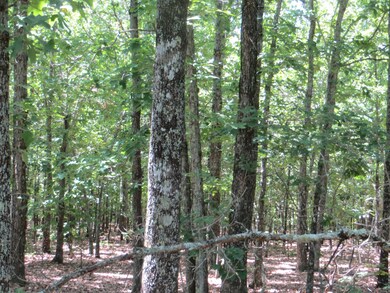 000 Bush Run, Mammoth Spring, AR 72554 - photo 2