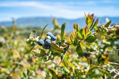 unlisted-address, Pauma Valley, CA 92061 - photo 6