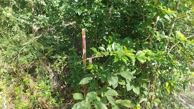 2710 Paul Quinn St, Houston, TX 77091 - photo 6