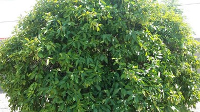 FRUIT TREES