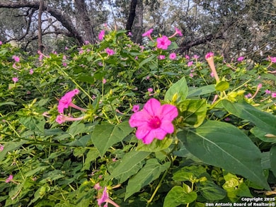 TBD County Road 6813, Natalia, TX 78059 - photo 7