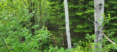 Lot 1-107 Steeple View Dr, Bethlehem, NH 03574 - photo 5