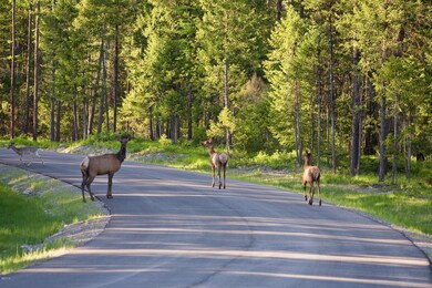 Elk in Whitefish Hills