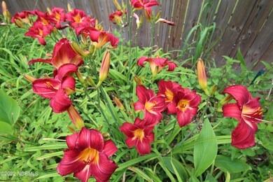 Red Day Lilies
