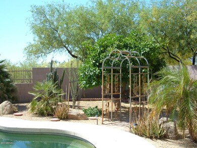 Backyard1