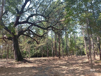 View of tree filled area
