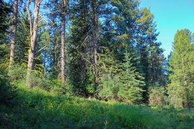 Large Beautiful Trees