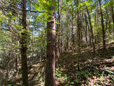 75 One Rock Rd, Somerset, KY 42501 - photo 5