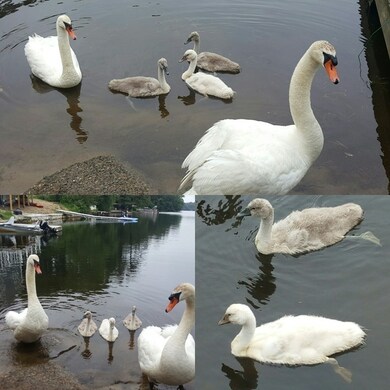 31 Lakeview Ave, Mansfield, MA 02048 - photo 4