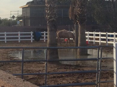 Horse property allowed