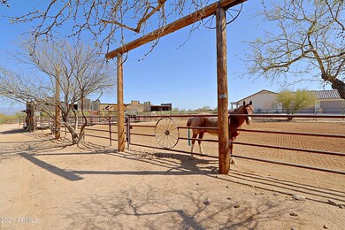 Horse Area 9