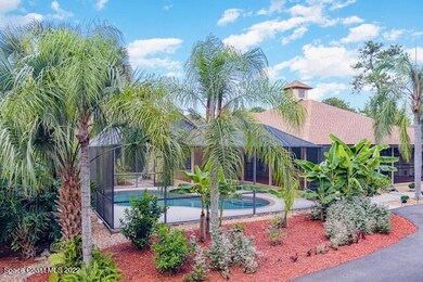 palm trees