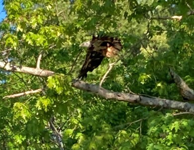 Bald eagle in tree on Fox Hill Road