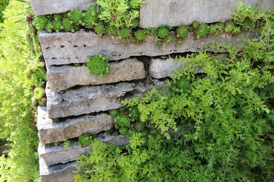 Living Wall