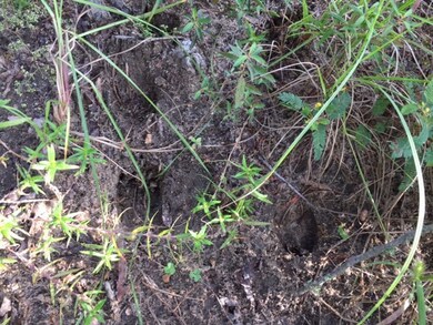 x Morris Rd, Camilla, GA 31730 - photo 3