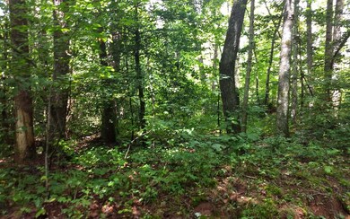 3.01 Doublehead Gap Rd, Ellijay, GA 30536 - photo 3