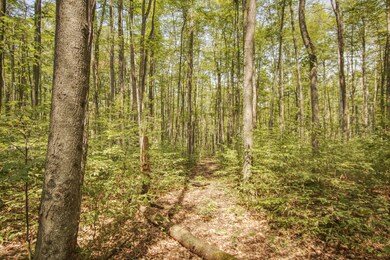 0 White Ash Trail unit 315689, Vanderbilt, MI 49795 - photo 3