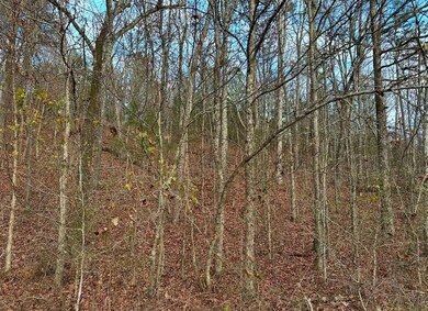 Wooded Forest Tract