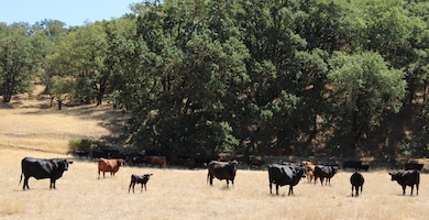 cattle oregon Calapooya Creek Ranch