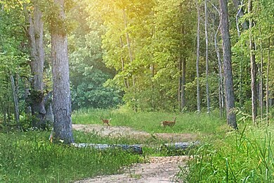 4351 Willard Ln, Lowell, IN 46356 - photo 4