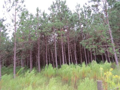 Pines
