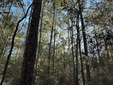 0 Lomas Rd, Hattiesburg, MS 39401 - photo 3