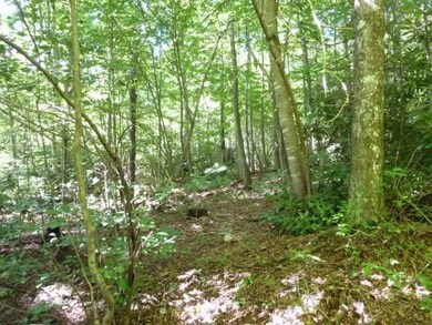 Woods View