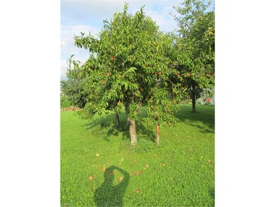 Mature Peach trees
