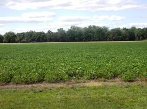 22 acres +/- rented out