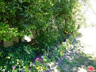 prolific orange tree