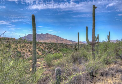 Mature Saguaros