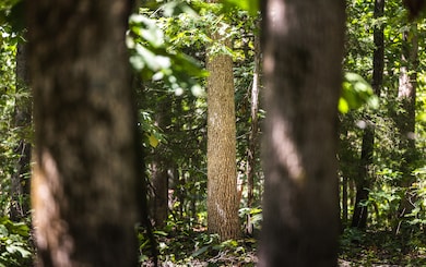 0 Highway 221 unit 11571616, Ironton, MO 63650 - photo 6