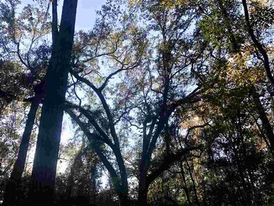 x Flag Lot Off Terrace Ln, Crawfordville, FL 32327 - photo 3