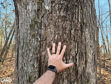 8951 County Rd 11, Florence, AL 35633 - photo 4