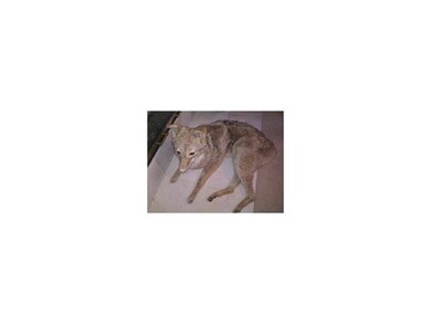 Carousel Image