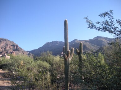 Lush Vegetation