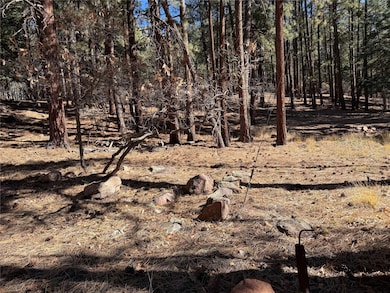 TBD Brazos Lodge Spruce, Chama, NM 87520 - photo 3