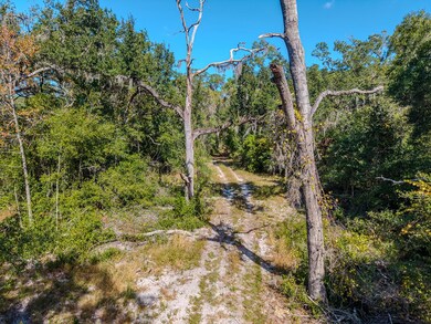 0 NE Highway 351, Old Town, FL 32680 - photo 5