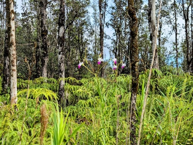 Wild orchids with native Ohia trees