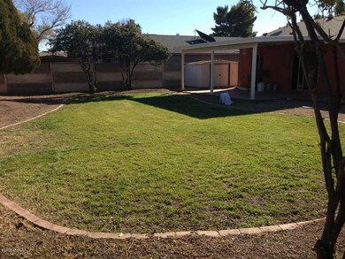 backyard3