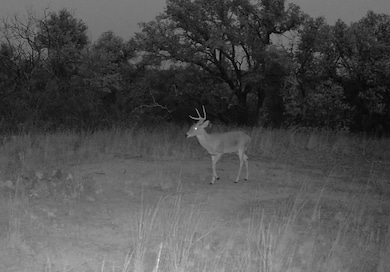 TBD Farm To Market 585, Coleman, TX 76834 - photo 7