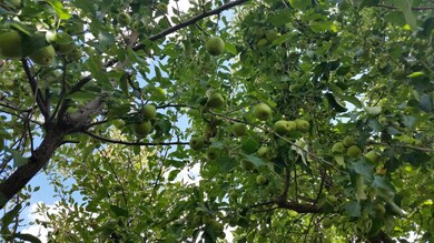 Apples