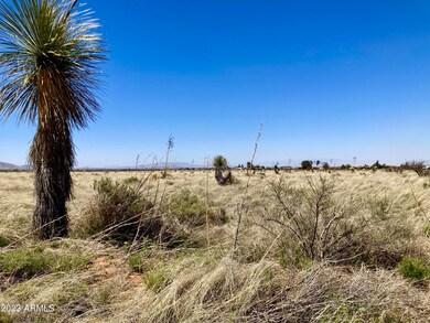 Natural Grasses and Desert Foliage