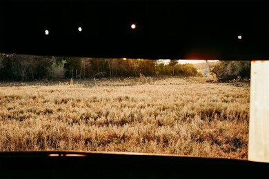 View of turkeys from blind